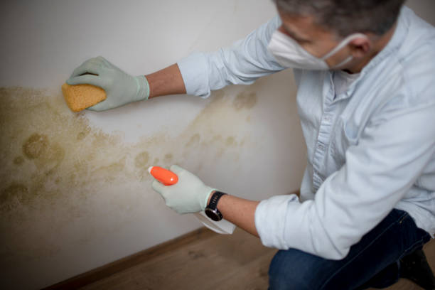 Mold Removal Process in Granbury, TX
